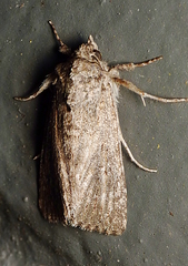 Amphipyrinae