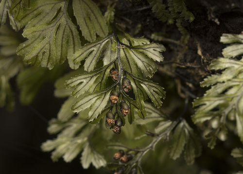 Falkland filmy-fern (Hymenophyllum falklandicum)