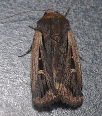 Proteuxoa tortisigna