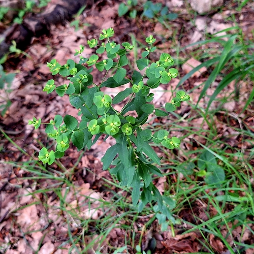 Euphorbia stricta (Euphorbia stricta)
