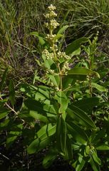 Ozoroa obovata elliptica