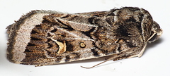 Proteuxoa oxygona