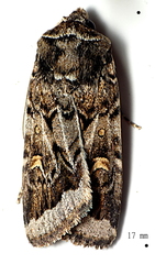 Proteuxoa oxygona
