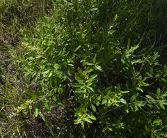 Ozoroa obovata elliptica