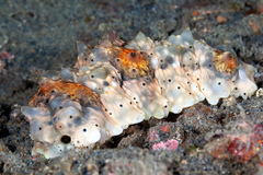 Stichopus