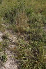 Panicum kalaharense