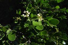 Psydrax fragrantissima
