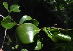 Psydrax fragrantissima