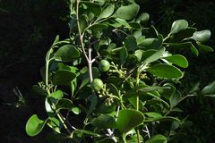 Psydrax fragrantissima