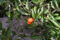 Salacia leptoclada