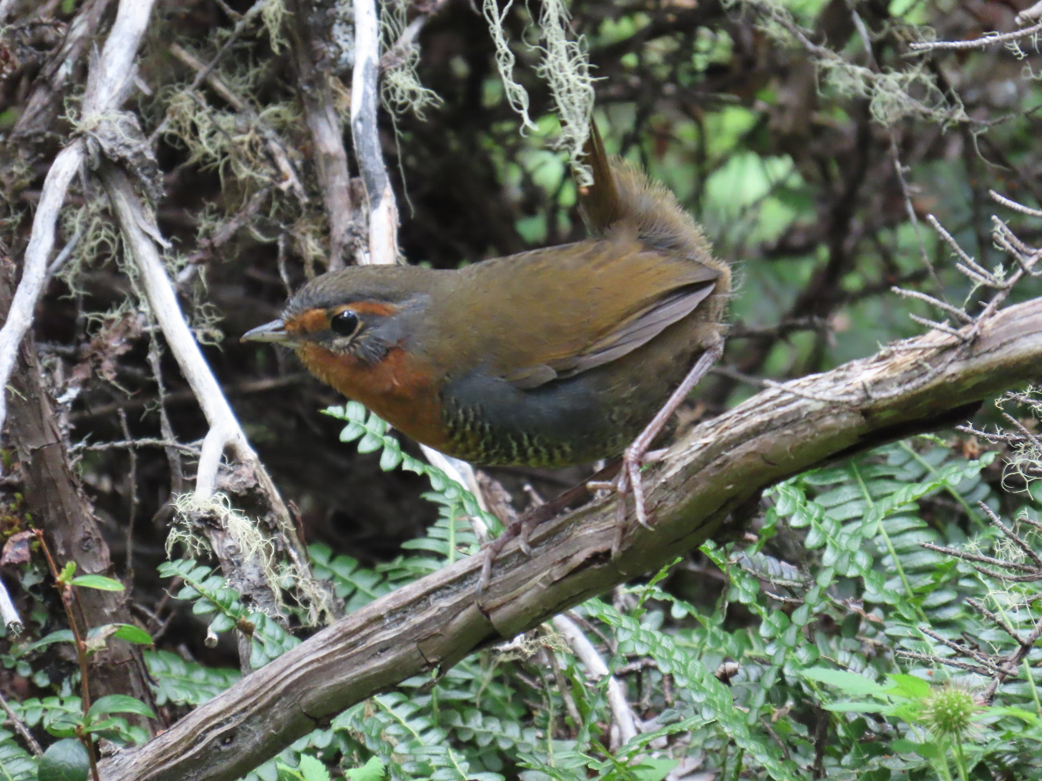 Chucao Tapaculo illustration