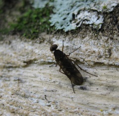 Sylvicola neozelandicus