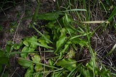 Vangueria madagascariensis