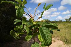 Vitex patula
