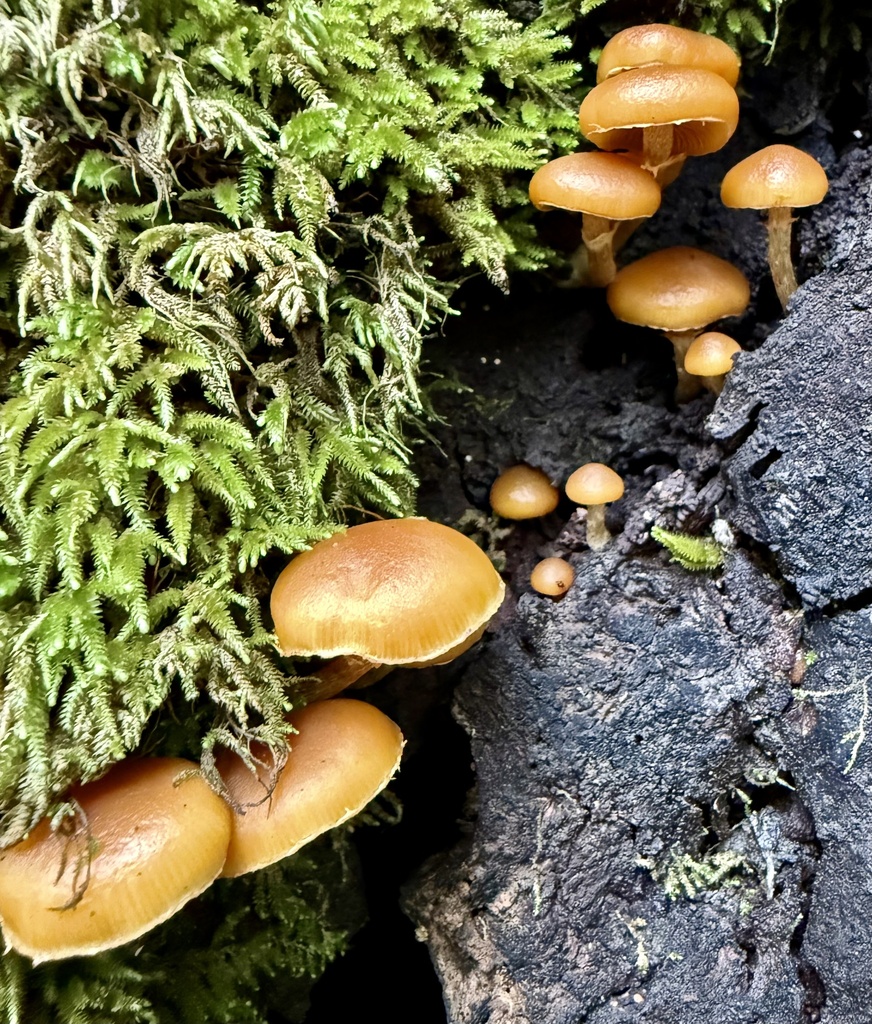 Galerina marginata · December 2025 · photo: © hllrnnr (iNaturalist, cc0)