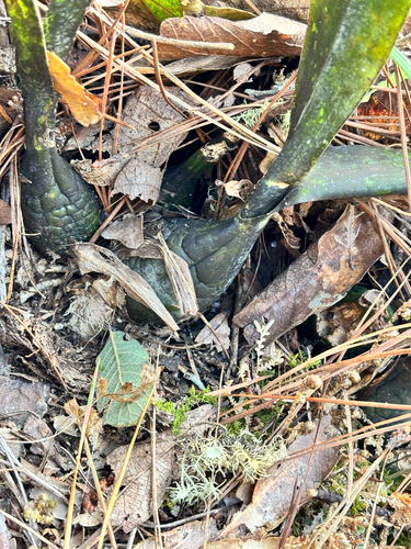 Prosthechea michuacana, photograph 2