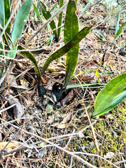 Prosthechea michuacana