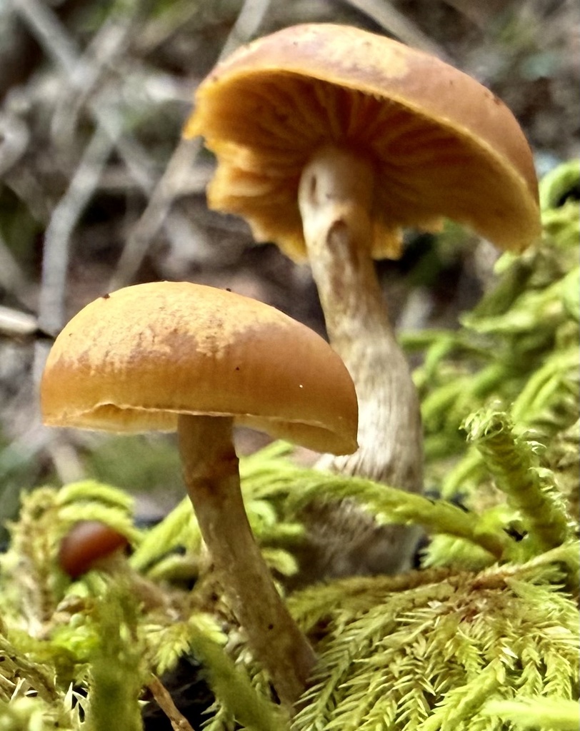 Galerina marginata · December 2025 · photo: © hllrnnr (iNaturalist, cc0)