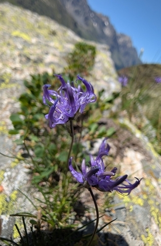 Globe-headed Rampion (Phyteuma hemisphaericum)