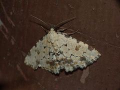 Sandava scitisignata