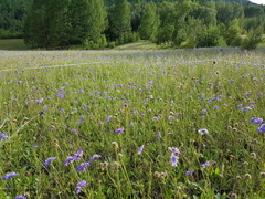 Scabiosa comosa