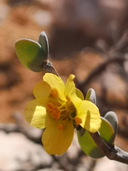 Roepera cordifolia