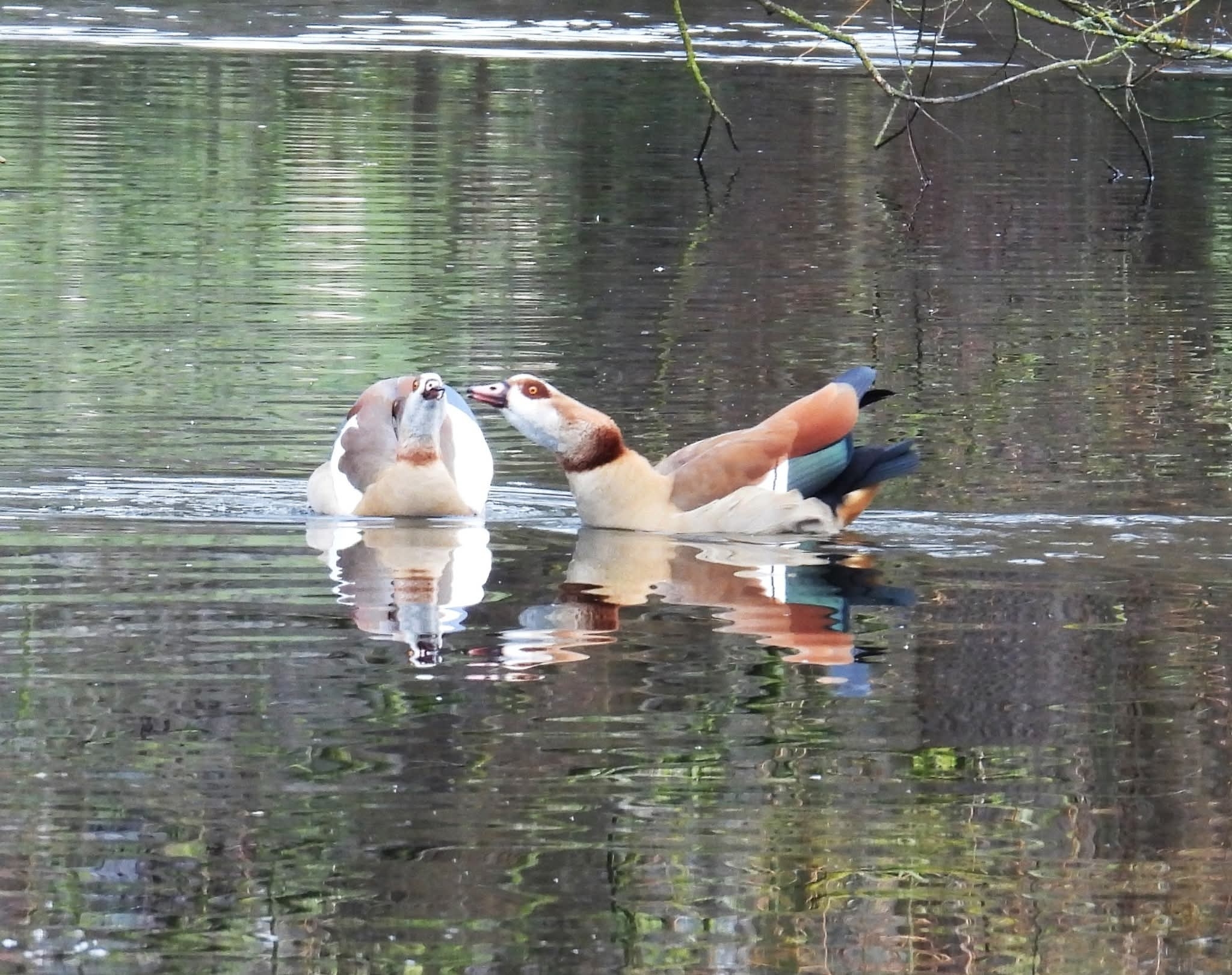 Alopochen aegyptiaca (Linnaeus, 1766)