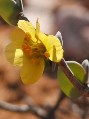 Roepera cordifolia