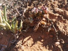 Crassula elegans elegans