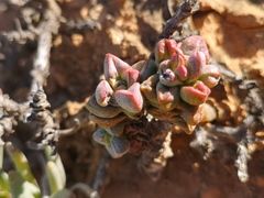 Crassula elegans elegans