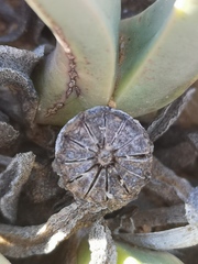 Argyroderma fissum