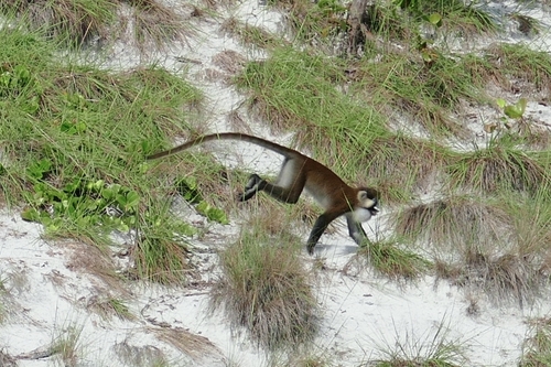 Moustached Monkey