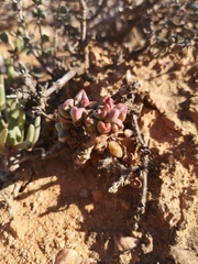 Crassula elegans elegans