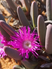 Argyroderma fissum