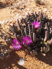 Argyroderma fissum