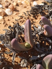 Argyroderma fissum