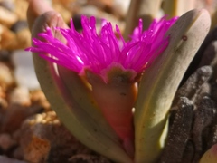 Argyroderma fissum