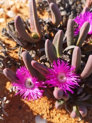 Argyroderma fissum