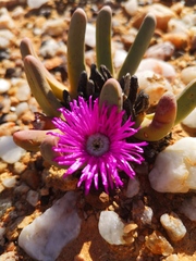 Argyroderma fissum