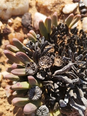 Argyroderma fissum