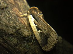 Proteuxoa tortisigna