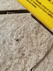 Araneae