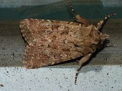 Ectopatria xerampelina