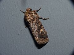 Proteuxoa marginalis