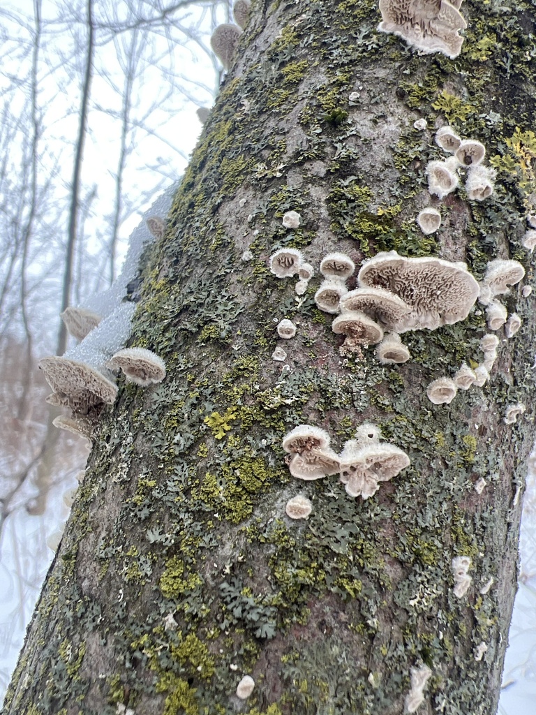 Cerrena unicolor · December 2025 · photo: © nothingmidaboutthemidwest (iNaturalist, cc-by)