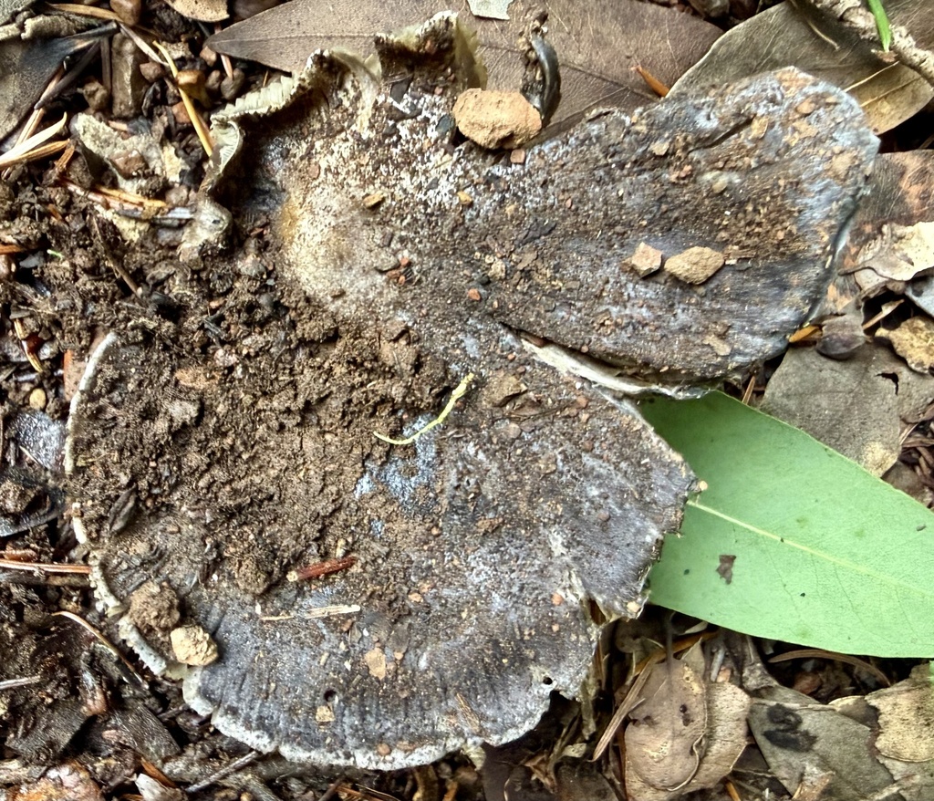 Entoloma medianox · December 2025 · photo: © hllrnnr (iNaturalist, cc0)