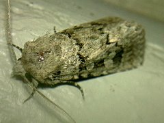Ectopatria