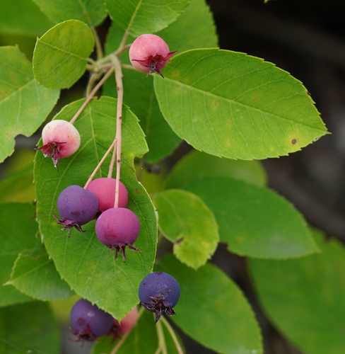 Snowy Mespilus (Amelanchier ovalis)