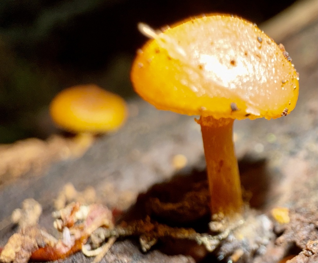 Galerina marginata · December 2025 · photo: © hllrnnr (iNaturalist, cc0)