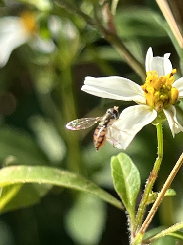 Unknown species found near Memorial Park Conservancy, Houston, TX, US